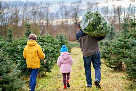 This Massachusetts Christmas Tree Farm Is The Best In The State