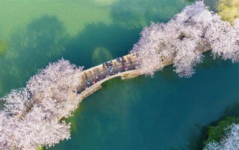 江苏无锡：太湖鼋头渚樱花盛放财经头条