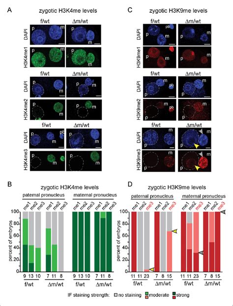 H3K9me3 Heterochromatin Levels Are Defined By Maternally Inherited