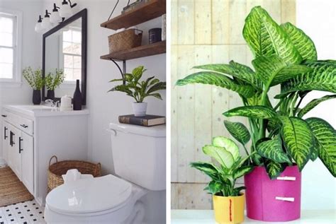 Banheiros Decorados Invista Em Plantas Blog Oppa