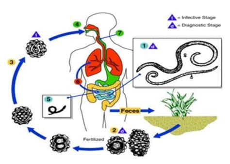 Daur Hidup Ascaris Lumbricoides Cacing Perut