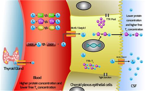 Frontiers Transport Of Thyroid Hormones Via The Choroid Plexus Into