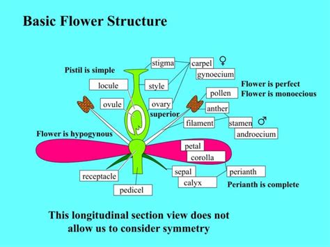 7 Morphological Difference between Carpel and Pistil with Table - Core ...