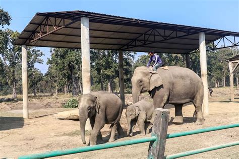 Elephant Breeding Center Visit In Chitwan National Park