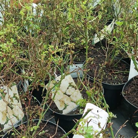 Саженцы Роза почвопокровная Вайт, белая Купить ЗКС в питомнике