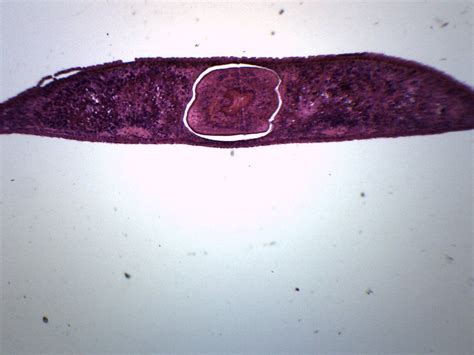 Planaria 3 Different Regions Cross Section Prepared Microscope Slide 75x25mm Microscope