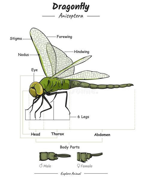 Dragonfly External Anatomy stock vector. Illustration of pattern ...