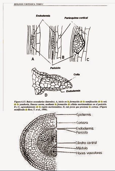 Biolog A Iii Pr Ctica Estructuras Que Participan En La Nutrici N