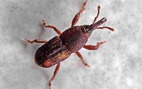 Blog The Best Pest Control For Weevils Greenville Exterminators