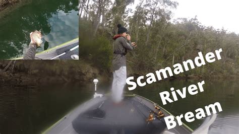 Scamander River Bream On Soft Plastics Youtube