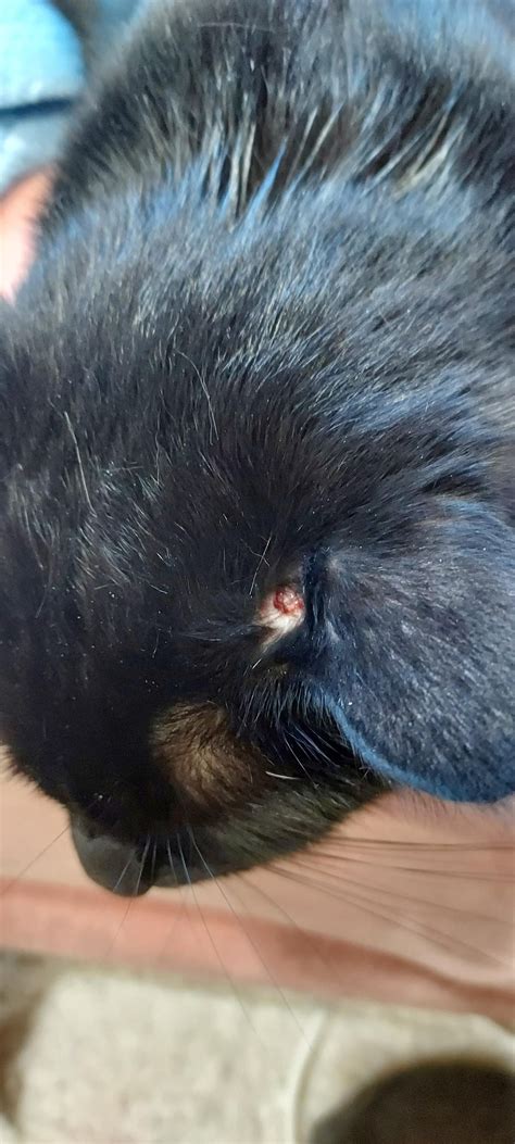 Cat Scab On Head Next To Ear Rcats