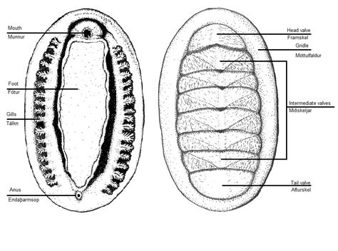 Polyplacophora Anatomy