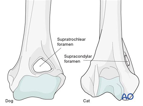 Anatomical differences in the distal humerus between dogs and cats
