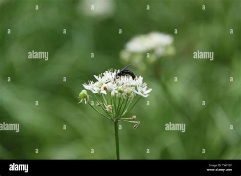 Bee Pollinating On Flowers Stock Photo Alamy