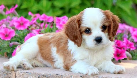 Cavalier king charles spaniel puppies for sale – Artofit