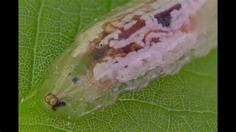 Hover Fly Larva Under Microscope Youtube