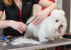 L Entretien Du Bichon Maltais Comment Le Toiletter