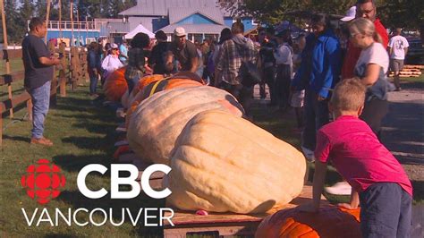 Vancouver Island Woman Wins Giant Pumpkin Contest Youtube