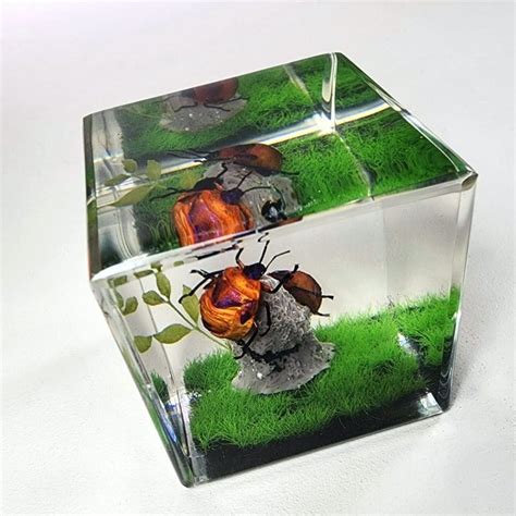 Tea Shield Bug in Resin, Insect Diorama, Poecilocoris latus - Oddities For Sale has unique