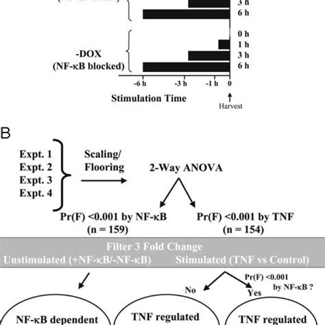 Microarray Identification Of Nf B Dependent Gene Targets A Schematic