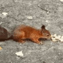 The popular Crazy Squirrel GIFs everyone's sharing