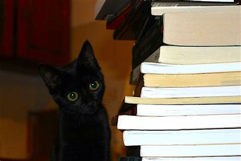 Library Cats Are The Best Heres Why Theyre So Special Petful