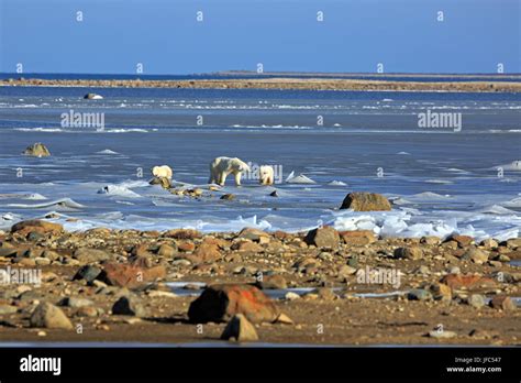 Una Familia De Osos Polares En El Hielo De La Bah A De Hudson