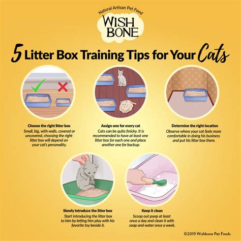 Infographic: 5 litter box training tips for your cats - Wishbone