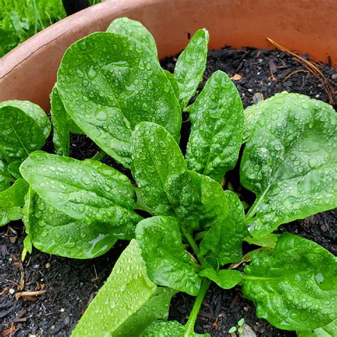 Spinacia Oleracea Spinach In Gardentags Plant Encyclopedia