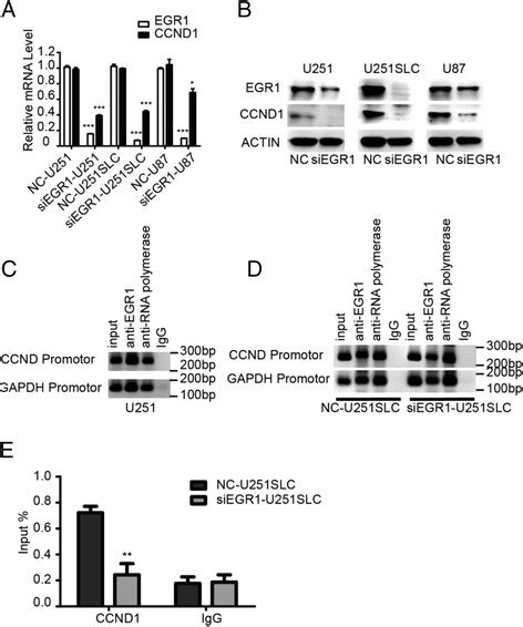 Inhibition Of EGR1 Inhibits Glioma Proliferation By Targeting CCND1