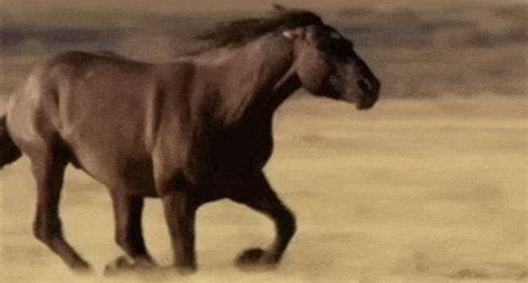 Horse Gif - IceGif