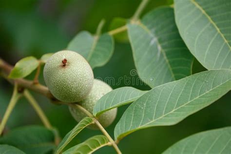 Green Walnut and Leaves on the Tree Stock Photo - Image of growth ...