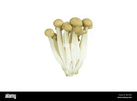 Japanese Brown Beech Mushrooms Buna Shimeji Isolated On White Stock