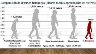 Homo floresiensis | PPT