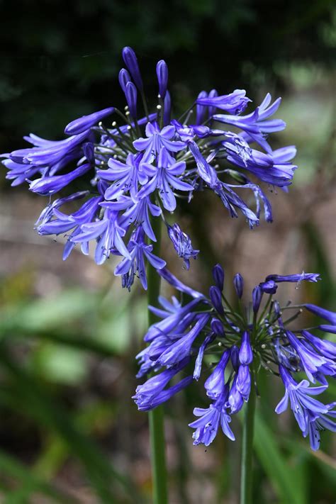 Agapanthus: Plant Care and Collection of Varieties - Garden.org