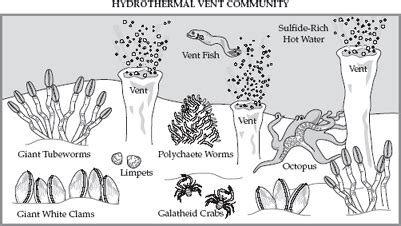 Role - Thermophiles