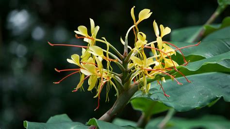 Why You Should Grow Ginger Flower As An Indoor Plant To Enjoy Beautiful ...