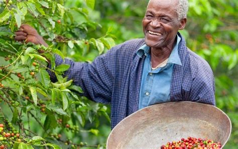 Café de África variedades países productores y curiosidades Blog de