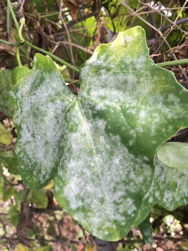 Ivy Gourd Coccinia Grandis Powdery Mildew This Is A Nox Flickr