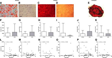 Mesodermal Differentiation Potential Of Mscs No Donor Age Or Gender Download Scientific