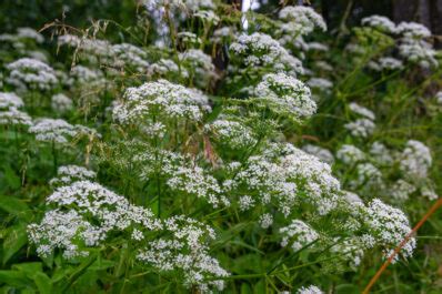 Anise: tips for growing & harvesting - Plantura