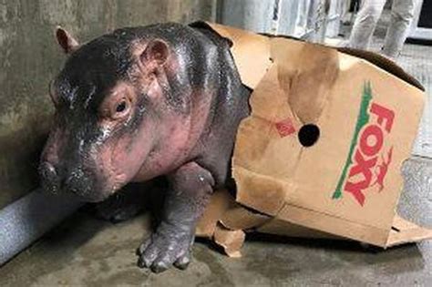 Nursing baby Fiona - Baby Fiona the Hippo: Cincinnati Zoo pictures ...