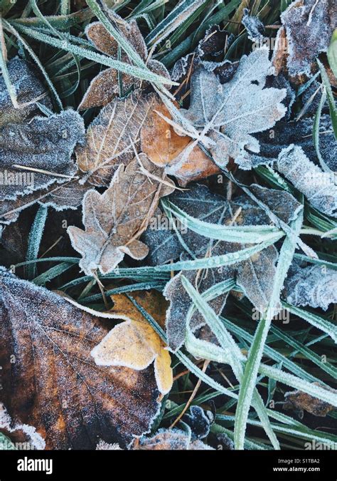 Leaves in the frost Stock Photo - Alamy