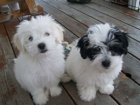 Shih Tzu X Maltese Puppies For Sale - Shih Tzu Dog