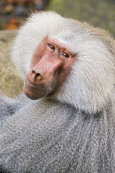 Albino Baboon