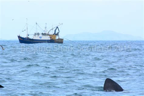 Do Basking Sharks Have Predators? - Basking Shark Scotland