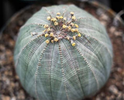 Euphorbia Obesa Baseball Plant