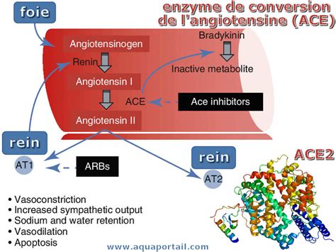 Enzyme de conversion définition et explications