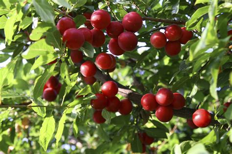 20 Cherry Plum Trees Prunus Cerasifera Myrobalan 2 3ft Tall