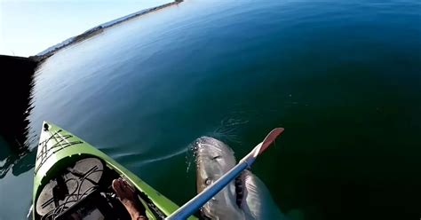 Enormous Great White Shark Emerges From Water And Lunges At Kayaker Out